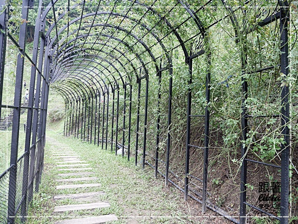 1108-雅聞七里香玫瑰森林 (11)