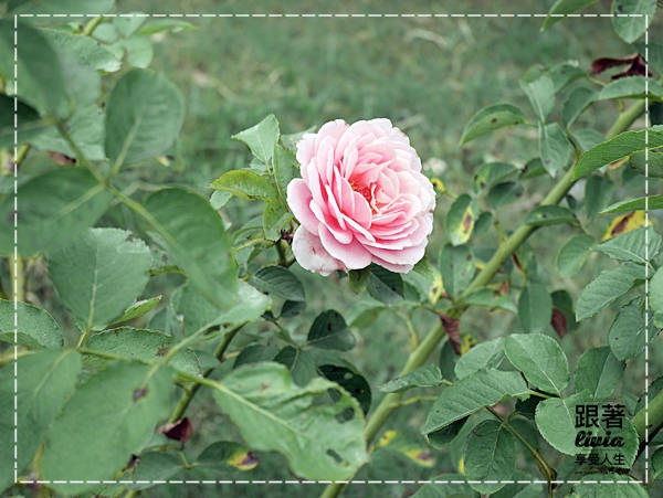 1108-雅聞七里香玫瑰森林 (7)