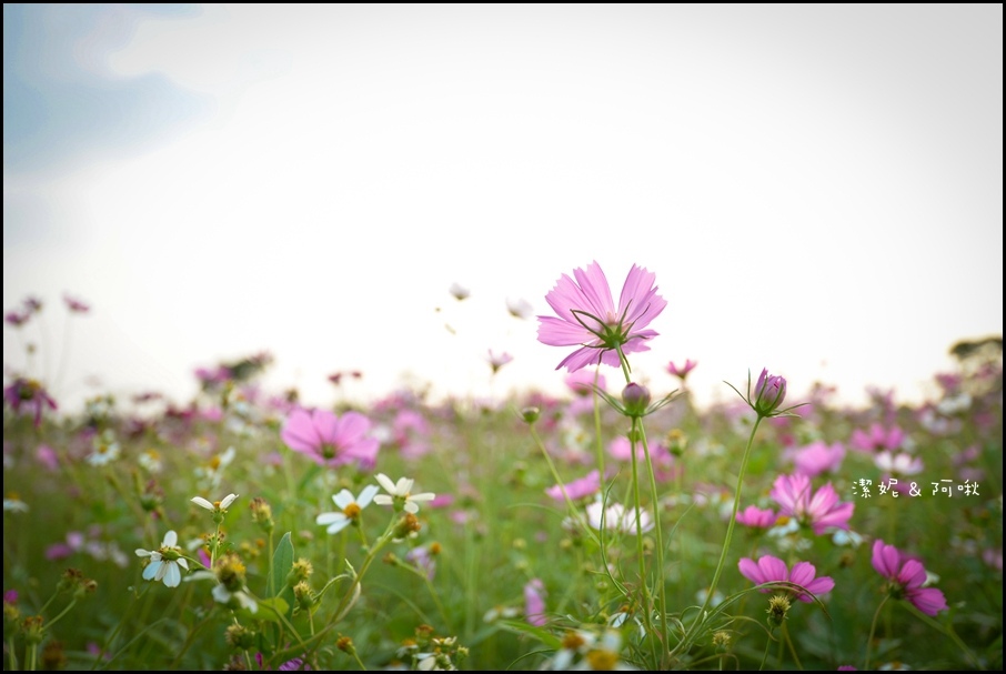 DSC_8356.jpg DSC_8356.jpg