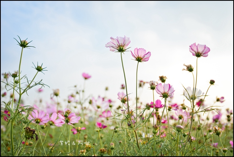 DSC_8338.jpg DSC_8338.jpg