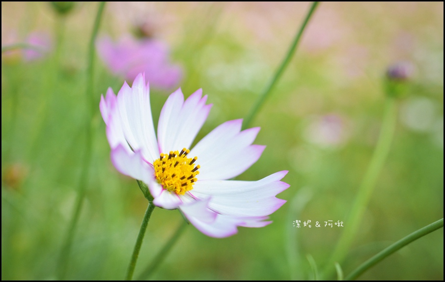 DSC_8250.jpg DSC_8250.jpg