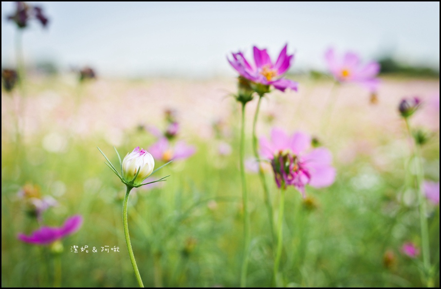 DSC_8247.jpg DSC_8247.jpg