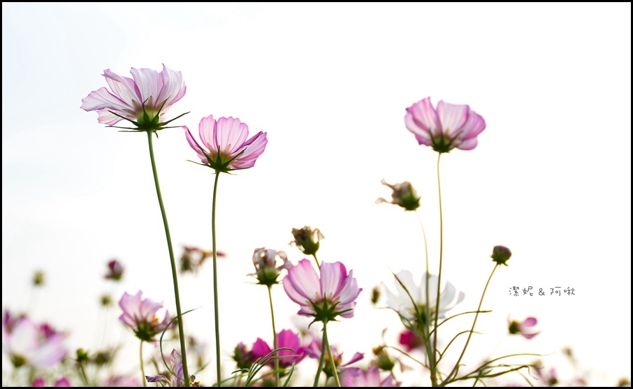 DSC_8336.jpg DSC_8336.jpg