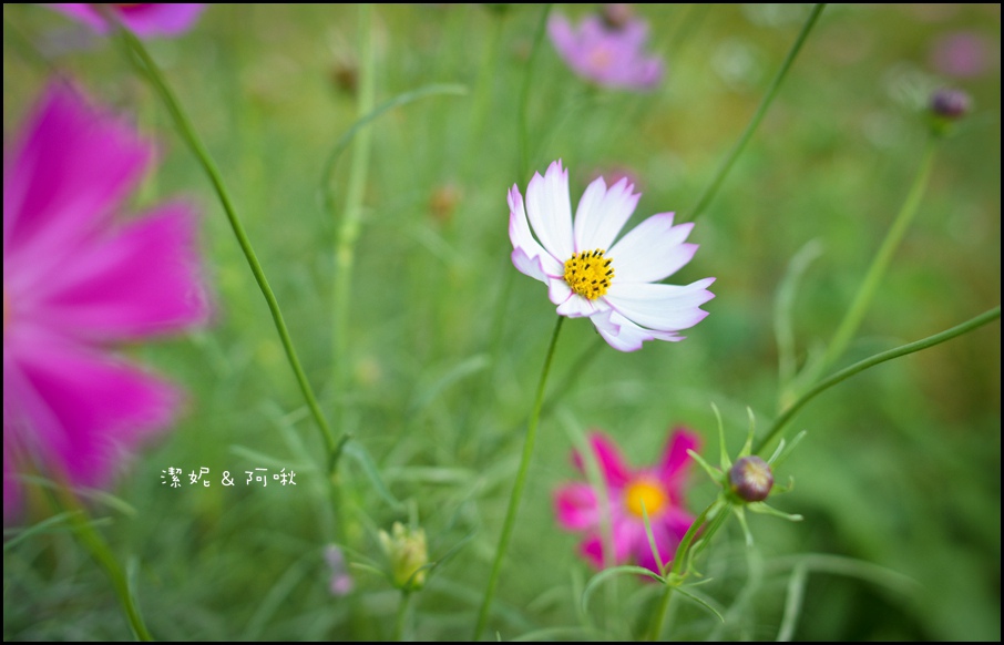 DSC_8243.jpg DSC_8243.jpg