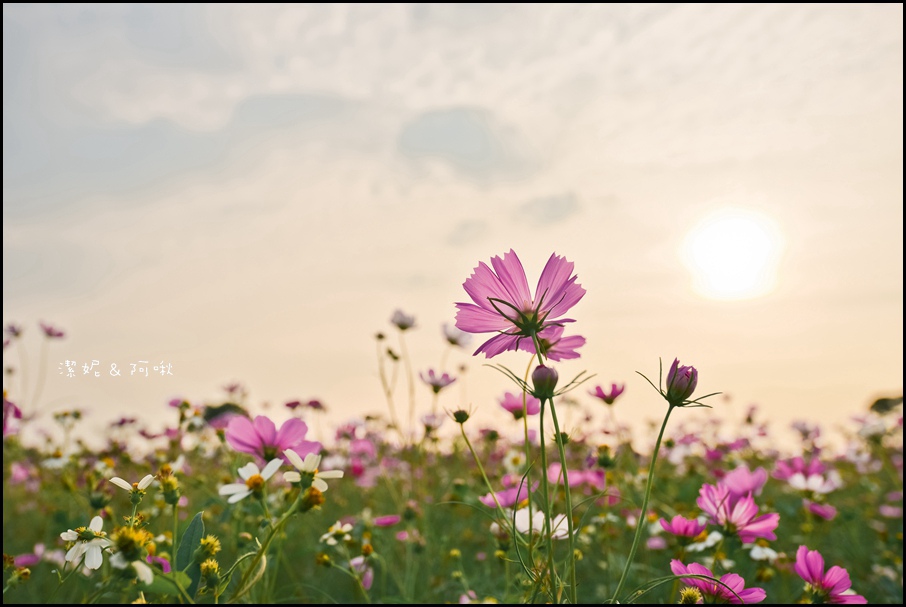 DSC_8362.jpg DSC_8362.jpg