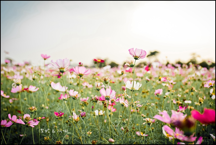 DSC_8340.jpg DSC_8340.jpg