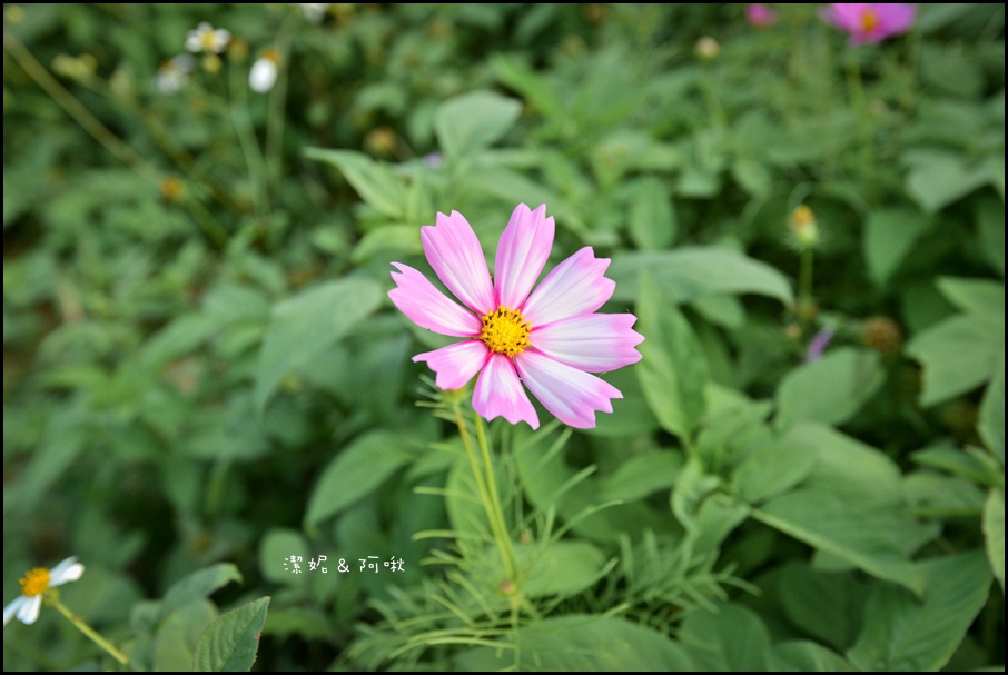 DSC_8323.jpg DSC_8323.jpg