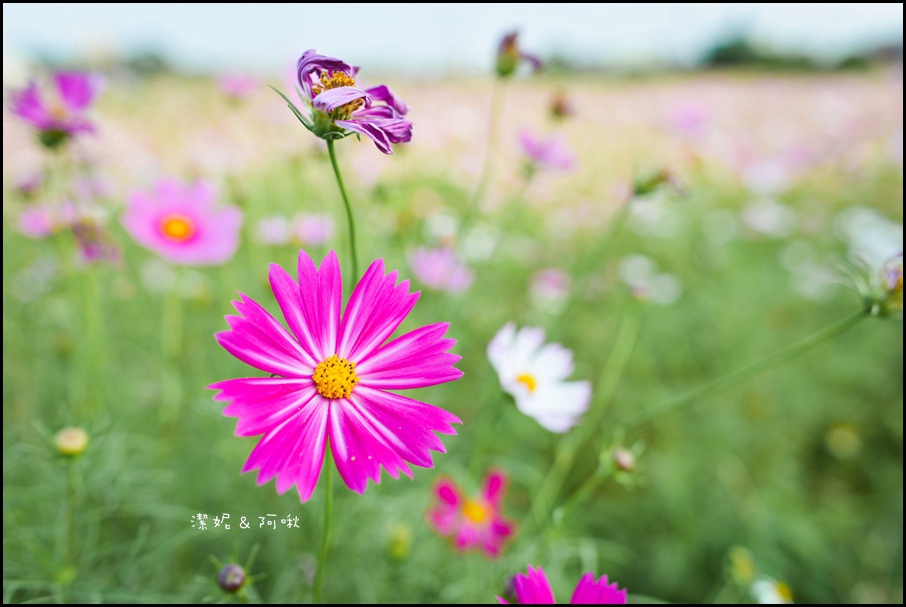 DSC_8256.jpg DSC_8256.jpg