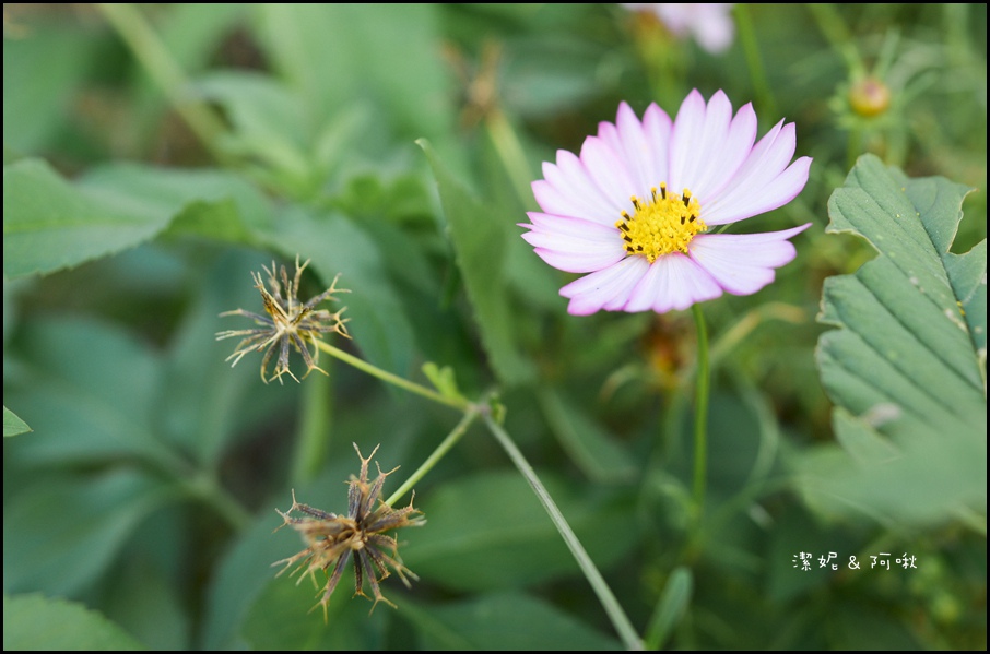 DSC_8246.jpg DSC_8246.jpg