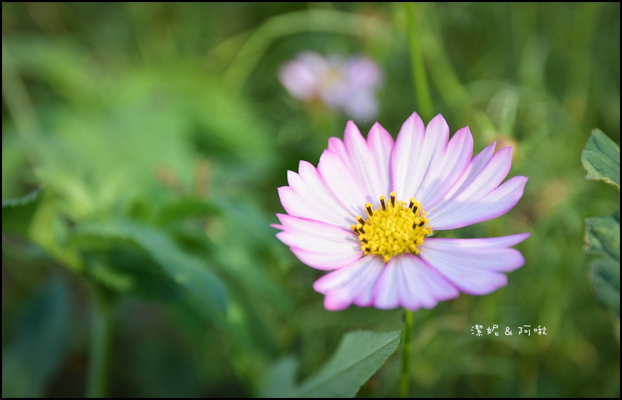 DSC_8234.jpg DSC_8234.jpg