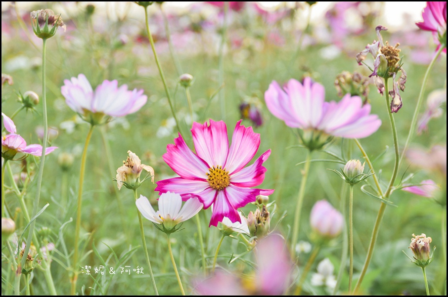 DSC_8354.jpg DSC_8354.jpg