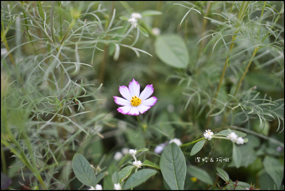 DSC_8290.jpg DSC_8290.jpg