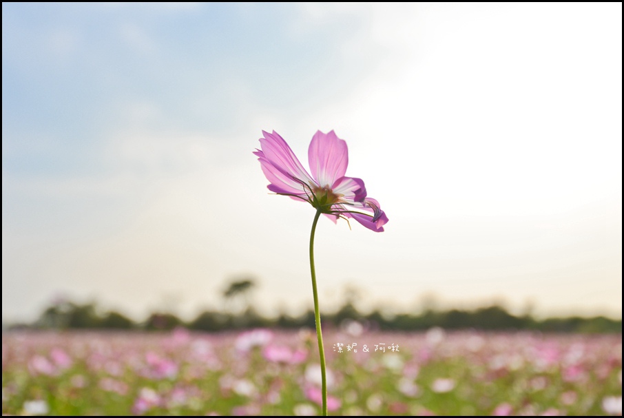 DSC_8327.jpg DSC_8327.jpg