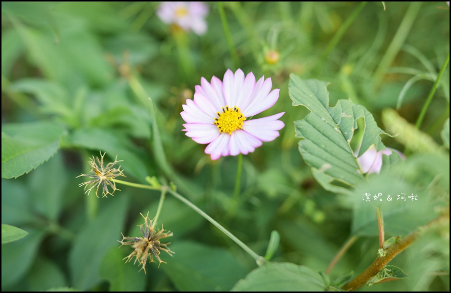 DSC_8242.jpg DSC_8242.jpg