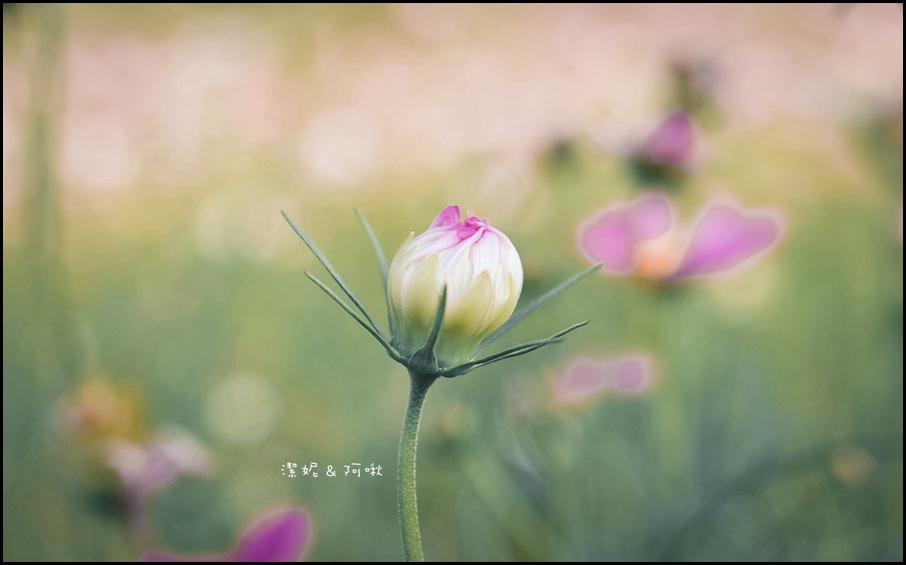 DSC_8249.jpg DSC_8249.jpg