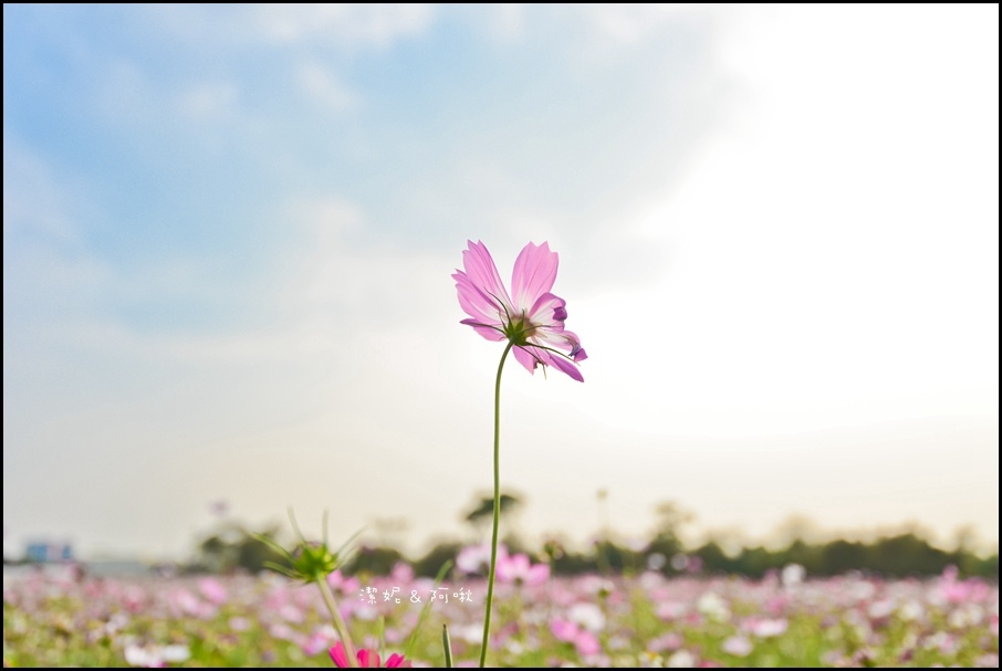 DSC_8333.jpg DSC_8333.jpg