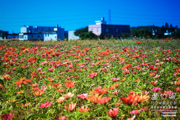 2016桃園花彩節|桃園市蘆竹區文青風暨大園區農村風花海盛事登場，怎麼拍怎麼美的超好拍場地。