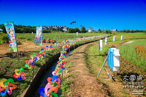 2016桃園花彩節|桃園市蘆竹區文青風暨大園區農村風花海盛事登場，怎麼拍怎麼美的超好拍場地。