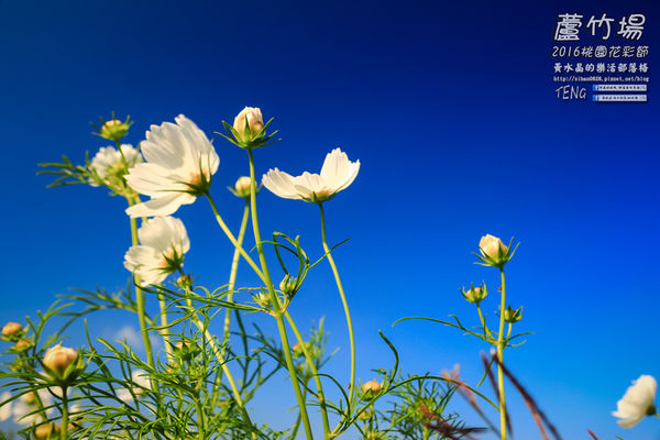 2016桃園花彩節|桃園市蘆竹區文青風暨大園區農村風花海盛事登場，怎麼拍怎麼美的超好拍場地。