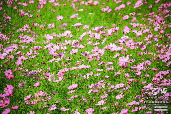 2016桃園花彩節|桃園市蘆竹區文青風暨大園區農村風花海盛事登場，怎麼拍怎麼美的超好拍場地。