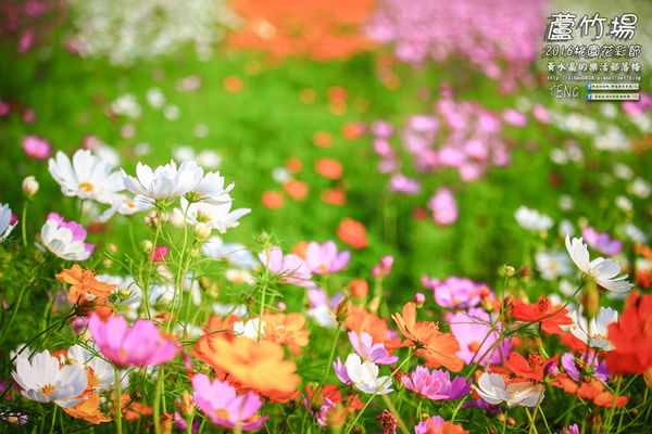 2016桃園花彩節|桃園市蘆竹區文青風暨大園區農村風花海盛事登場，怎麼拍怎麼美的超好拍場地。