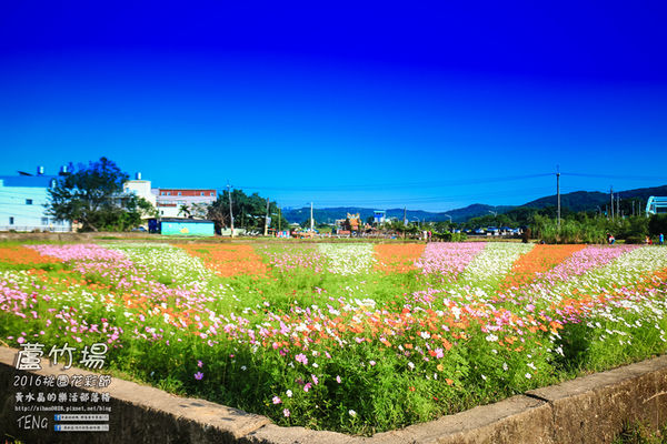 2016桃園花彩節|桃園市蘆竹區文青風暨大園區農村風花海盛事登場，怎麼拍怎麼美的超好拍場地。