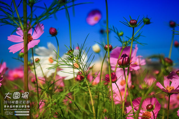2016桃園花彩節|桃園市蘆竹區文青風暨大園區農村風花海盛事登場，怎麼拍怎麼美的超好拍場地。