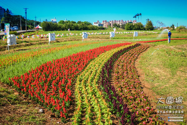 2016桃園花彩節|桃園市蘆竹區文青風暨大園區農村風花海盛事登場，怎麼拍怎麼美的超好拍場地。