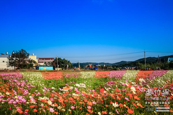 2016桃園花彩節|桃園市蘆竹區文青風暨大園區農村風花海盛事登場，怎麼拍怎麼美的超好拍場地。