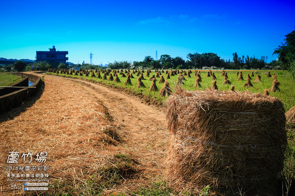 2016桃園花彩節|桃園市蘆竹區文青風暨大園區農村風花海盛事登場，怎麼拍怎麼美的超好拍場地。