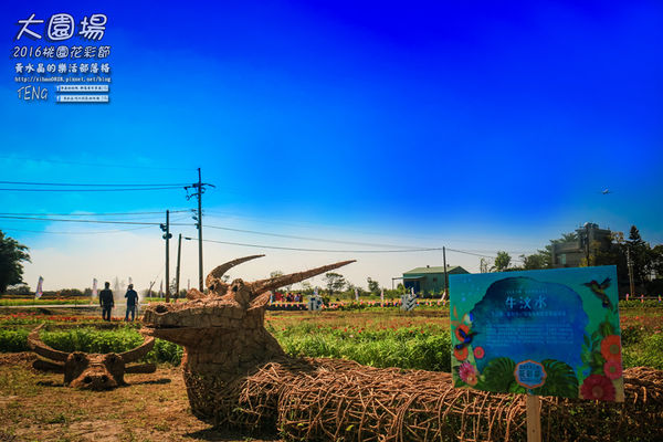 2016桃園花彩節|桃園市蘆竹區文青風暨大園區農村風花海盛事登場，怎麼拍怎麼美的超好拍場地。
