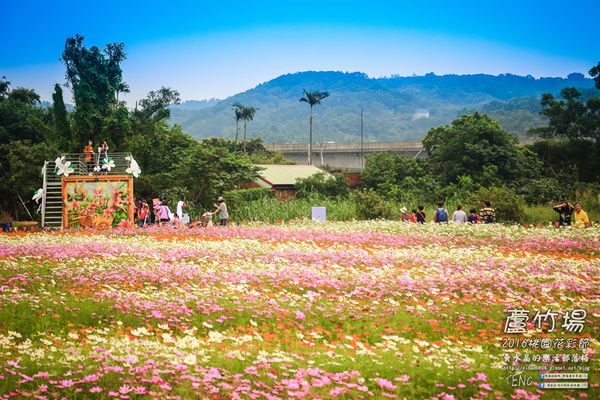 2016桃園花彩節|桃園市蘆竹區文青風暨大園區農村風花海盛事登場，怎麼拍怎麼美的超好拍場地。