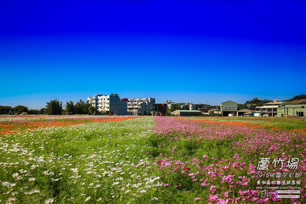 2016桃園花彩節|桃園市蘆竹區文青風暨大園區農村風花海盛事登場，怎麼拍怎麼美的超好拍場地。