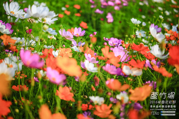 2016桃園花彩節|桃園市蘆竹區文青風暨大園區農村風花海盛事登場，怎麼拍怎麼美的超好拍場地。