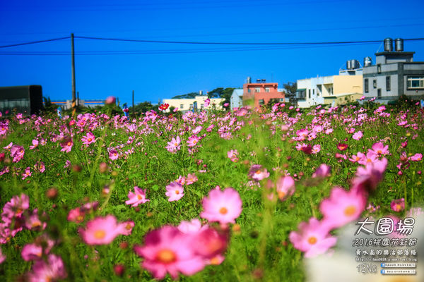 2016桃園花彩節|桃園市蘆竹區文青風暨大園區農村風花海盛事登場，怎麼拍怎麼美的超好拍場地。