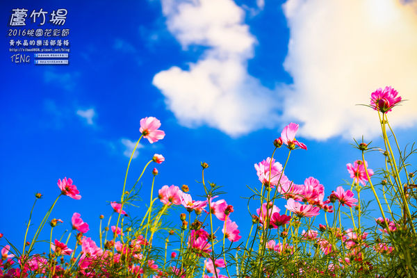 2016桃園花彩節|桃園市蘆竹區文青風暨大園區農村風花海盛事登場，怎麼拍怎麼美的超好拍場地。