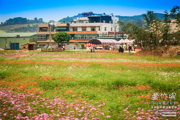 2016桃園花彩節|桃園市蘆竹區文青風暨大園區農村風花海盛事登場，怎麼拍怎麼美的超好拍場地。