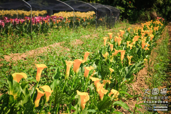 2016桃園花彩節|桃園市蘆竹區文青風暨大園區農村風花海盛事登場，怎麼拍怎麼美的超好拍場地。