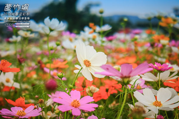 2016桃園花彩節|桃園市蘆竹區文青風暨大園區農村風花海盛事登場，怎麼拍怎麼美的超好拍場地。