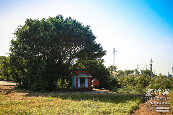 2016桃園花彩節|桃園市蘆竹區文青風暨大園區農村風花海盛事登場，怎麼拍怎麼美的超好拍場地。
