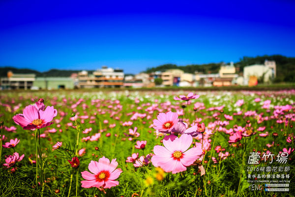 2016桃園花彩節|桃園市蘆竹區文青風暨大園區農村風花海盛事登場，怎麼拍怎麼美的超好拍場地。