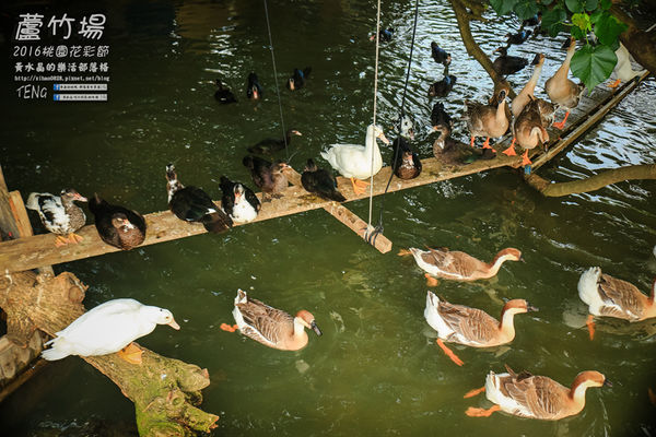2016桃園花彩節|桃園市蘆竹區文青風暨大園區農村風花海盛事登場，怎麼拍怎麼美的超好拍場地。