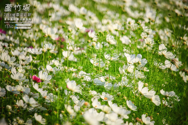 2016桃園花彩節|桃園市蘆竹區文青風暨大園區農村風花海盛事登場，怎麼拍怎麼美的超好拍場地。