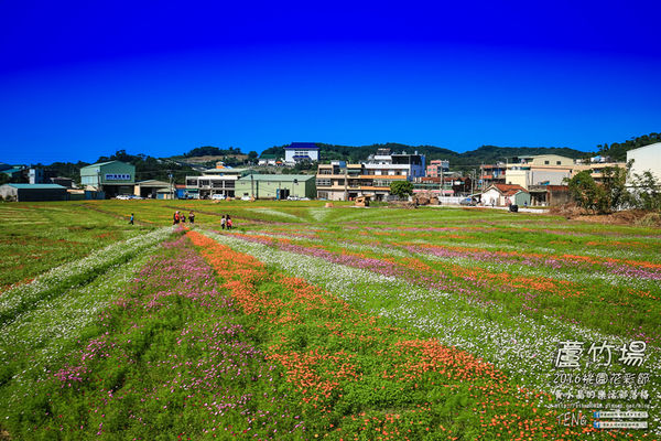 2016桃園花彩節|桃園市蘆竹區文青風暨大園區農村風花海盛事登場，怎麼拍怎麼美的超好拍場地。