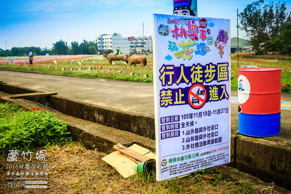 2016桃園花彩節|桃園市蘆竹區文青風暨大園區農村風花海盛事登場，怎麼拍怎麼美的超好拍場地。