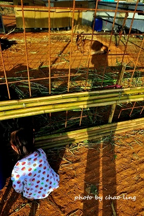 2016桃園花彩節(中壢)-8.JPG - 2016秋之豔 2016桃園花彩節(中壢)-8.JPG - 2016秋之豔