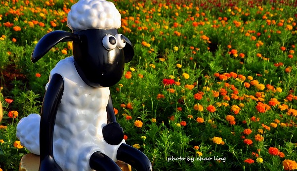 2016桃園花彩節(中壢)-31.JPG - 2016秋之豔 2016桃園花彩節(中壢)-31.JPG - 2016秋之豔