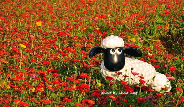 2016桃園花彩節(中壢)-29.JPG - 2016秋之豔 2016桃園花彩節(中壢)-29.JPG - 2016秋之豔