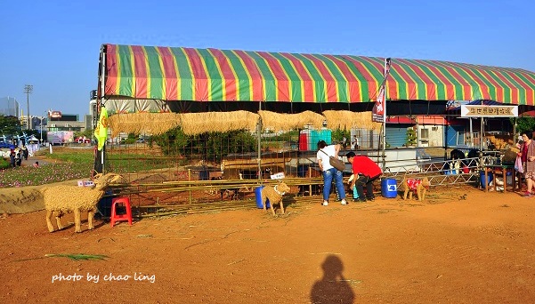 2016桃園花彩節(中壢)-6.JPG - 2016秋之豔 2016桃園花彩節(中壢)-6.JPG - 2016秋之豔