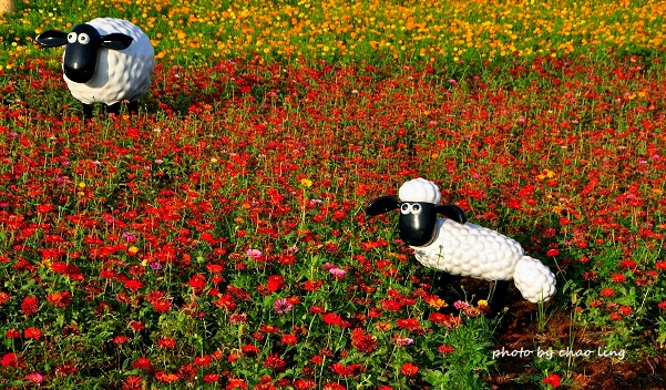 2016桃園花彩節(中壢)-24.JPG - 2016秋之豔 2016桃園花彩節(中壢)-24.JPG - 2016秋之豔
